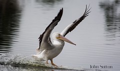 Pelicaniformes