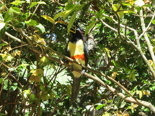 Le Parc des Oiseaux d'Iguaçu: une 3e sorte de toucan.