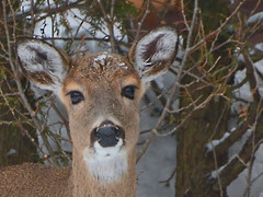 Deer 2015 winter