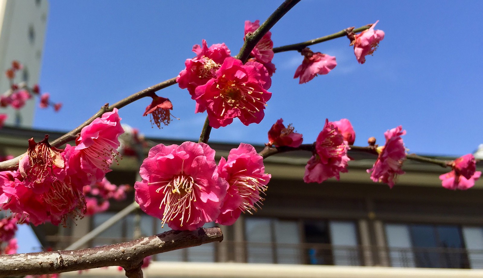 Pink blossoms at Yushima Tenjin