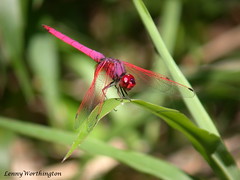 Dragonflies and Damselflies of Thailand