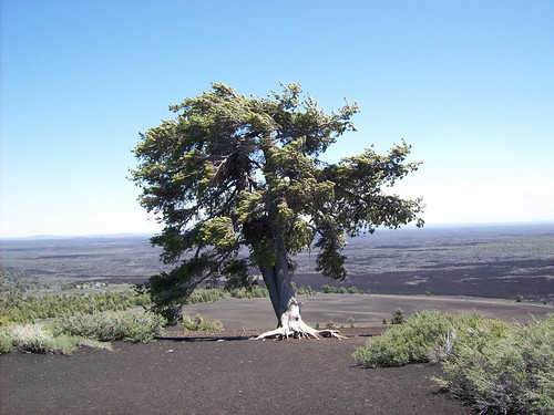 A Limber Pine on the near barren landscape of the Craters of the Moon National Monument & Preserve stands as a strong symbol of the power of one tree. (Photo by Robert Westover, U.S. Forest Service)