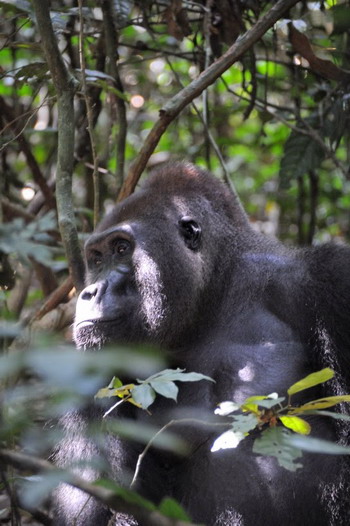 Pigmeos y Gorilas, un paseo por la selva centroafricana - Blogs de Centro Africa R. - 8.- GORILAS!! (3)