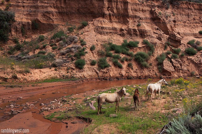 Feral Horses in Keet Seel Canyon