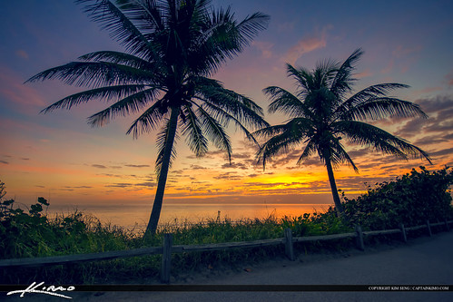Palm Tree Sunrise at Beach Jupiter Island Florida