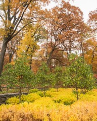 Native Plant Garden, The New York Botanical Garden, Bronx, New York City