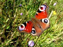 Papillons de France - Butterflies of France