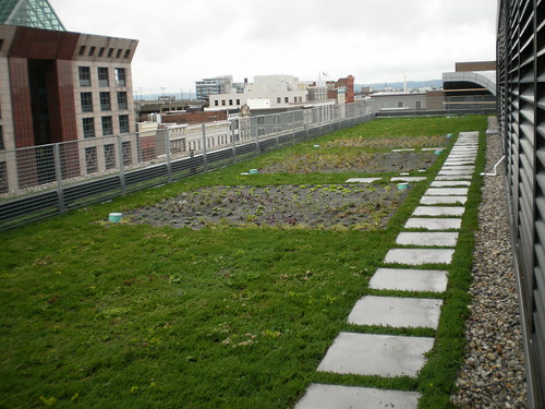 This green roof in Louisville, KY is beneficial in managing rainwater and helps reduce energy costs for the 23 story building. NRCS photo.