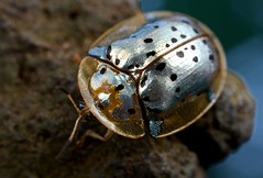 Coleoptera (DRC)