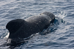 Whale Watching Tarifa 2016
