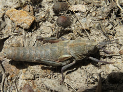 Pamphagidae Grasshoppers