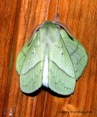 Moths of Thailand (Lasiocampidae)