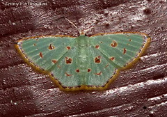 Moths of Thailand (Geometridae)