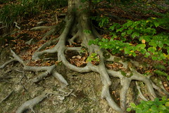 Roots and Trees