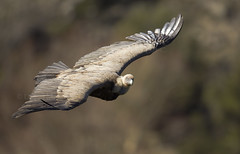 Buitres de las Hoces del Duratón (Griffon Vulture)