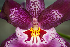 Denver Botanic Gardens Orchid Show Feb 2015