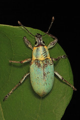 Curculionidae - Weevils