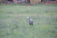 Great Blue Heron with Gopher