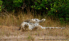 leopards of Sri Lanka