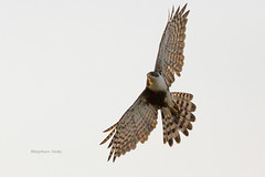 Eurasian Sparrowhawk and other miscellaneous raptors