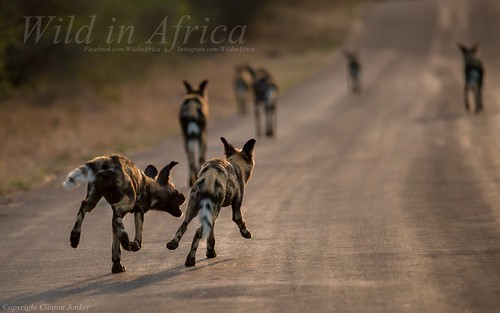 The Wild Dogs were out to play.