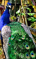 WIld peacock