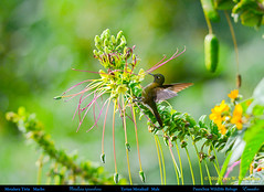 Birds of Pasochoa Wildlife Refuge, Ecuador