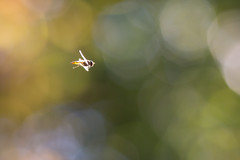 Macro - Syrphe - Hoverfly - Most Interesting by Flickr