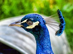 Peacocks 