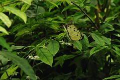 Trassenheide - Schmetterlingshaus