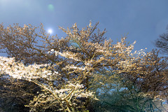 Midnight Cherry Blossoms, Yoyogi Park