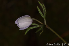 Anemone trifolia