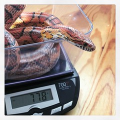 Snake Weigh-in