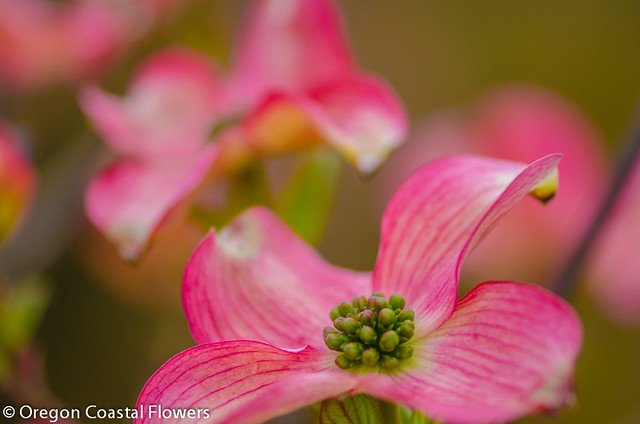 pink flowering dogwood