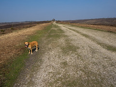 Smugglers Road, Burley, New Forest
