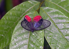 16-01 Lepidoptera