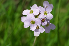 Cuckoo-flower (Cardamine pratensis)