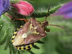 Shieldbugs - Pentatomidae