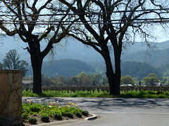 Through Napa Valley in Early Spring