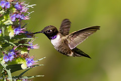 Hummingbirds- All