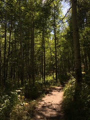August 24, 2016 a (Silver Lake Trail, American Fork Canyon, Tibblefork, Utah)