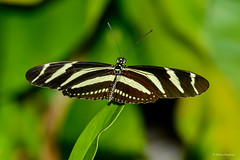 Cuba 2015 - Lepidoptera
