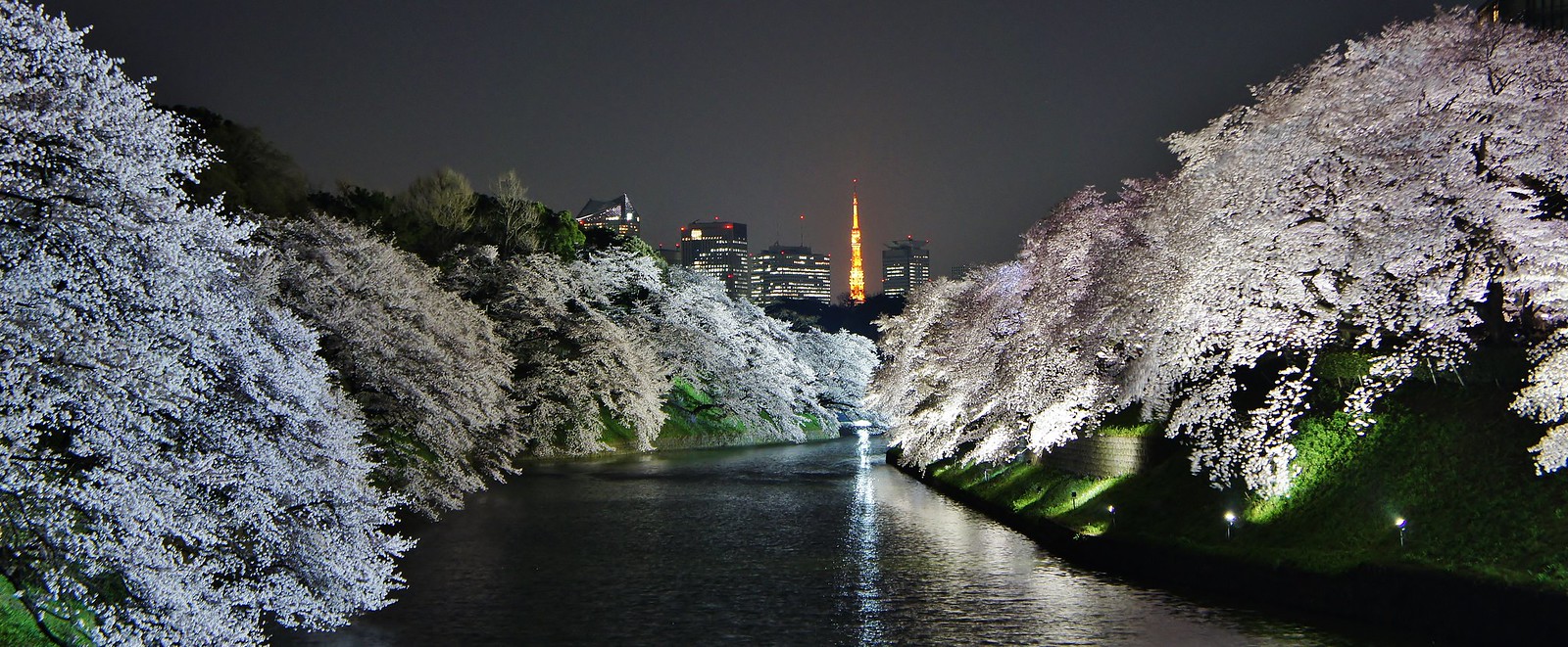 Chidorigafuchi Blossoms Tokyo Tower and white illumination