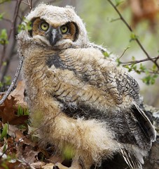 Great Horned Owlet - April 26, 2015