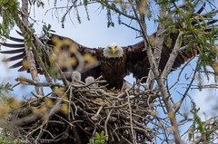 Eaglet Spotting | 2015
