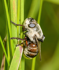 Bot Flies (Oestridae)