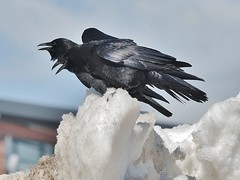 Crows, Ravens, & Bluejays