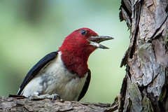 Birds - Woodpeckers