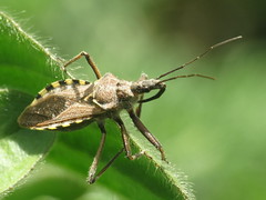 Assassin Bugs - Reduviidae