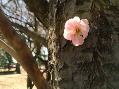 Cherry Blossoms 2015